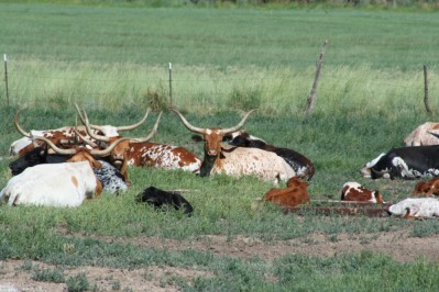 Longhorn Cattle